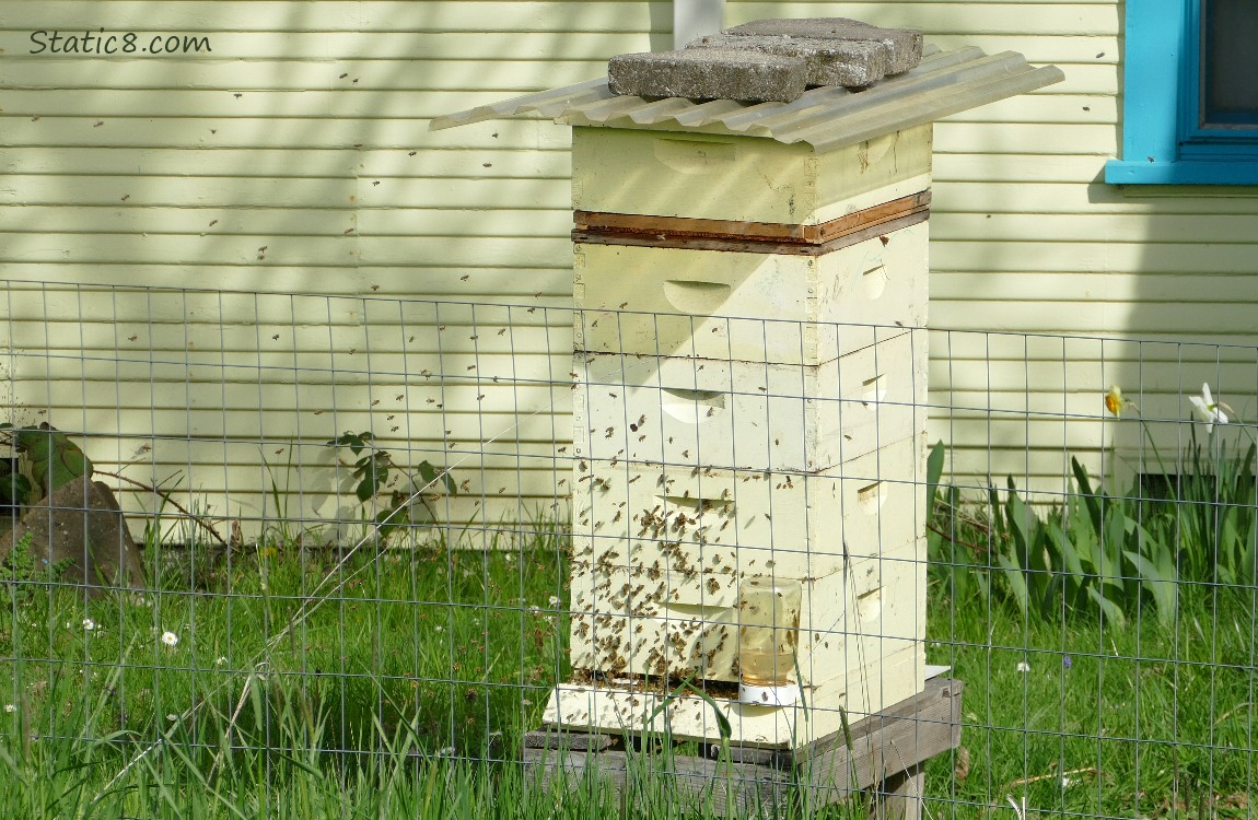 Honey Bee hive crawling with bees in front of a yellow house