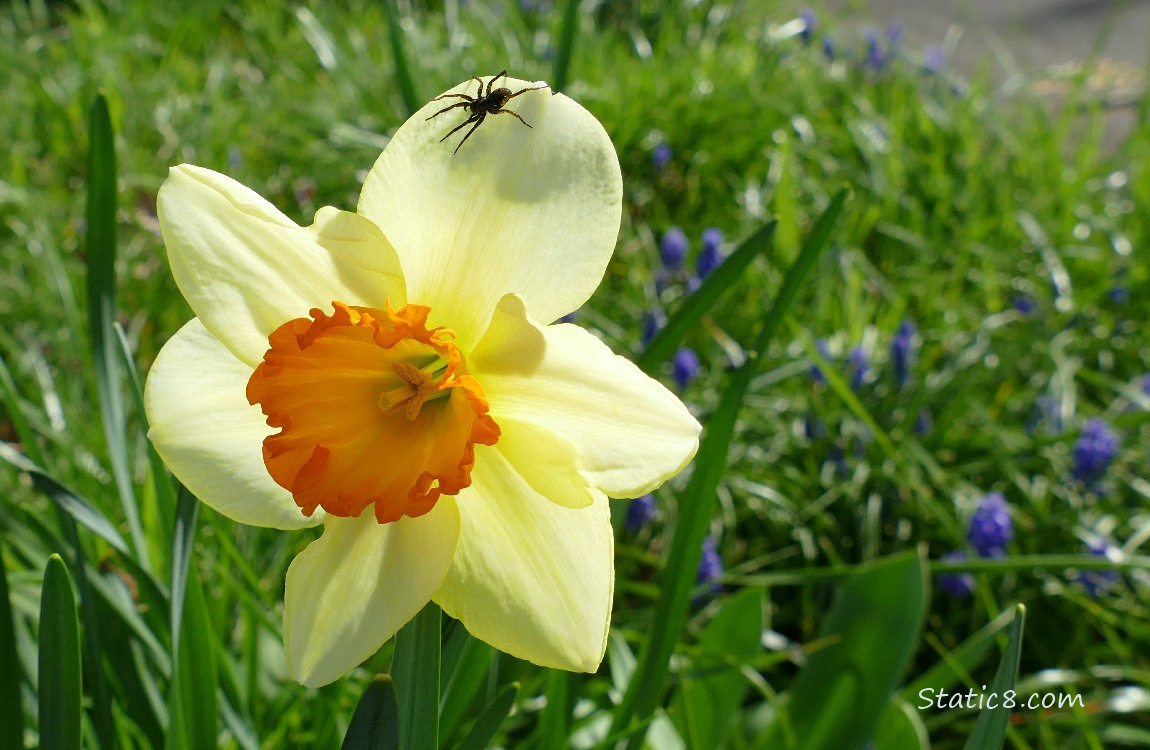 Spider standing on a Jonquil bloom