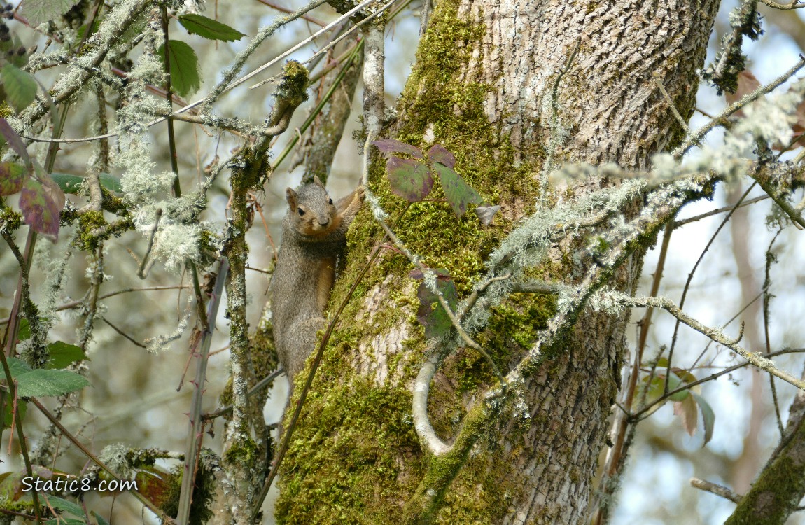 Squirrel on the side of a tree trunk