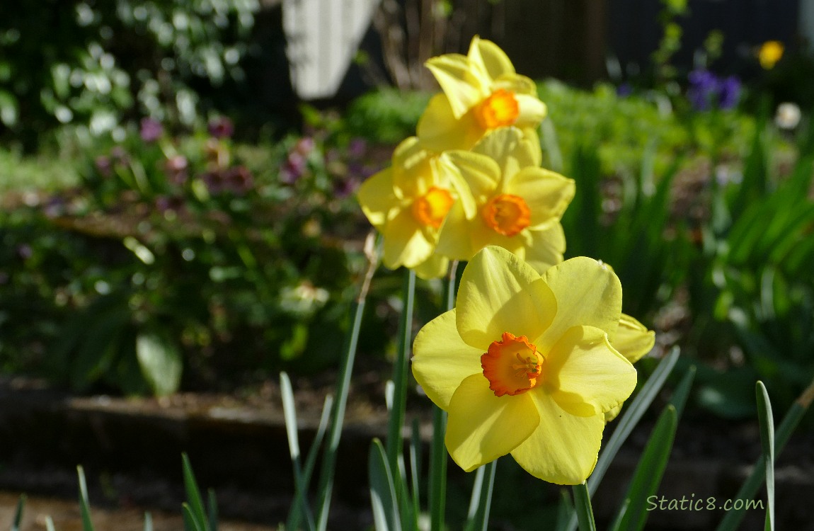 Jonquil blooms