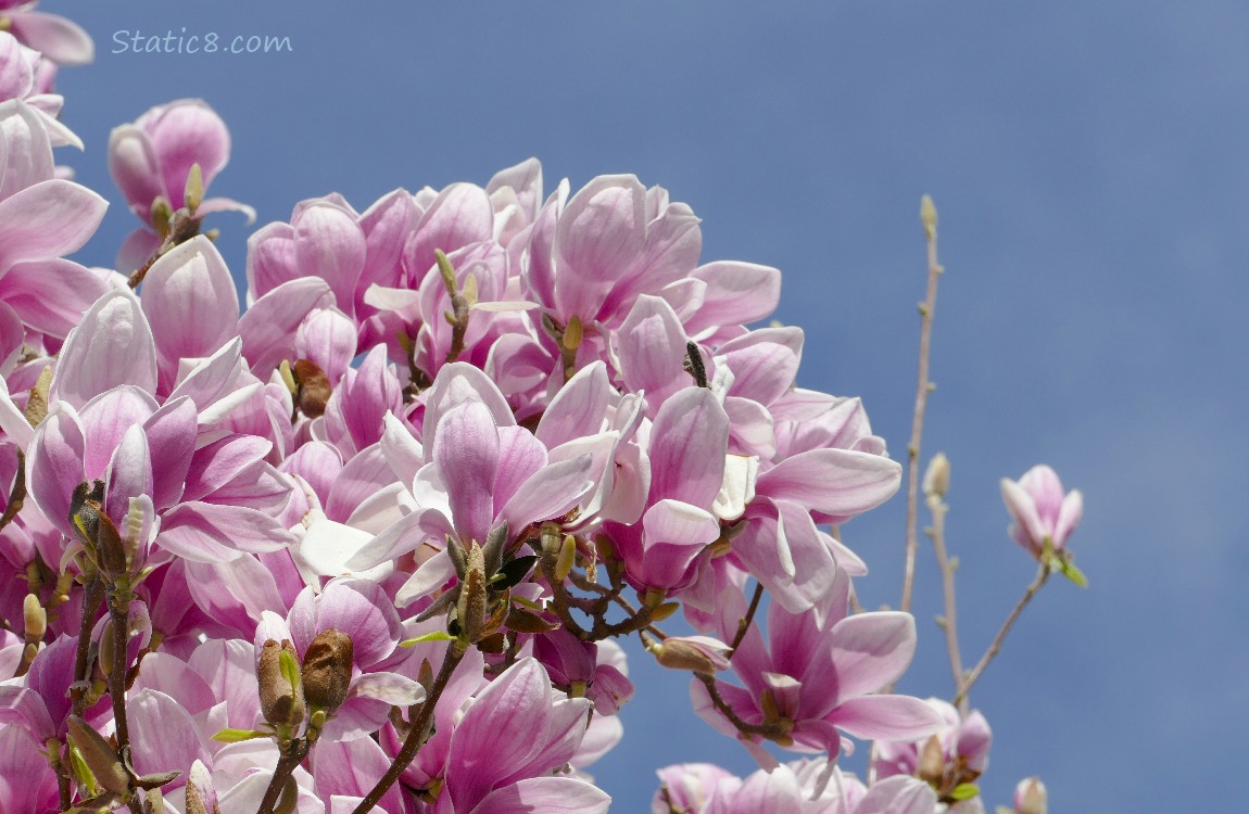 Pink Saucer Magnolia blooms in front of blue sky