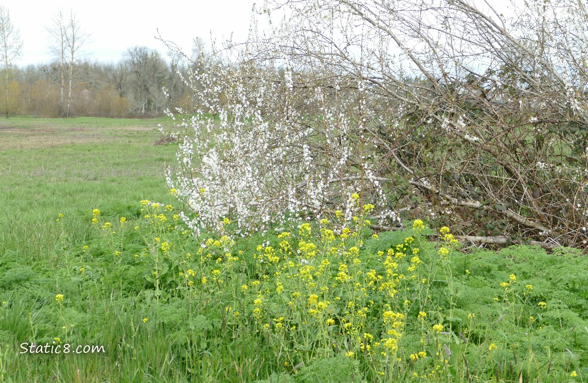trees and grass in a park