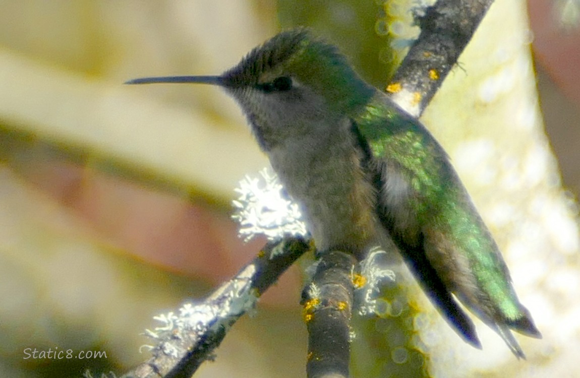 Anna Hummingbird standing on a twig in the shade
