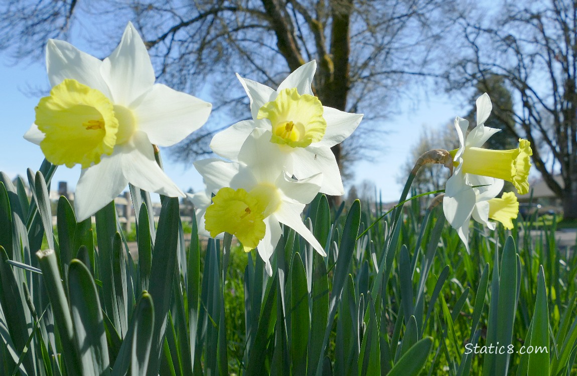 White and yellow Daffodils blooming under a winter bare tree