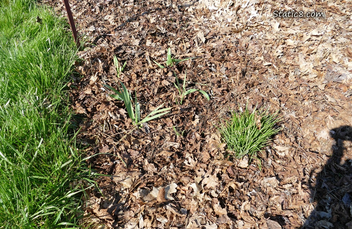 Garden plot covered with leaf mulch