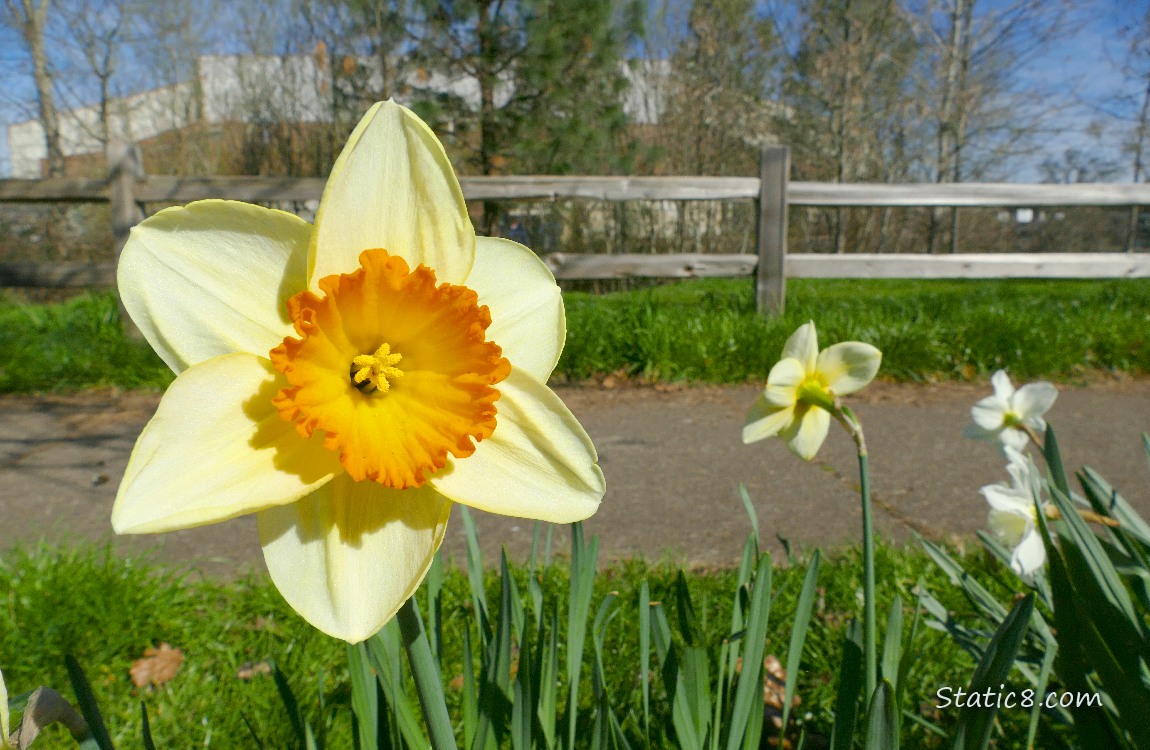 Jonquils next to the path