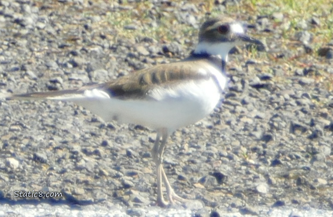 Killdeer standing on the pavement