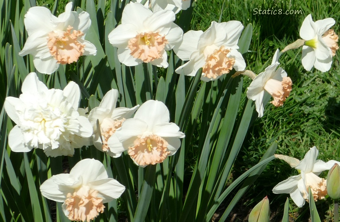 Daffodil blooms in white and peach