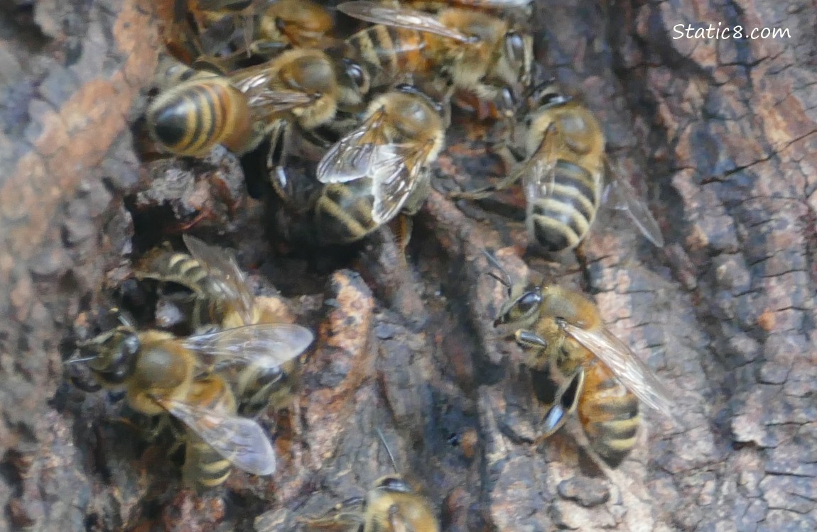 Honey Bees on a tree trunk