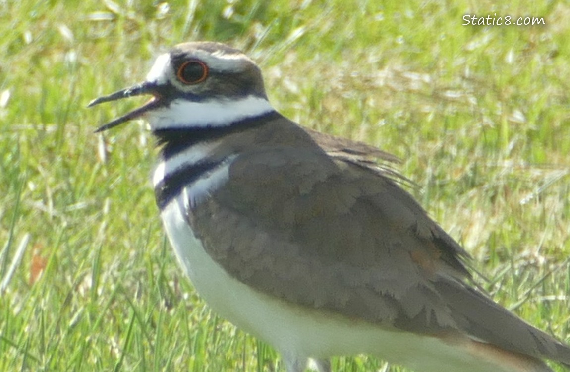 Killdeer standing in the grass
