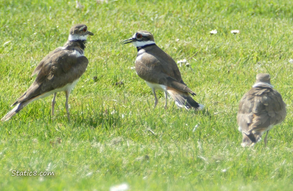 Three Killdeers standing in the grass