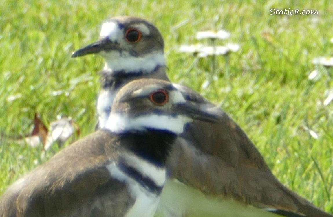 Two Killdeers standing in the grass