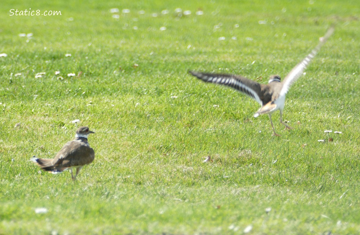 Killdeer walking in the grass, another flies down