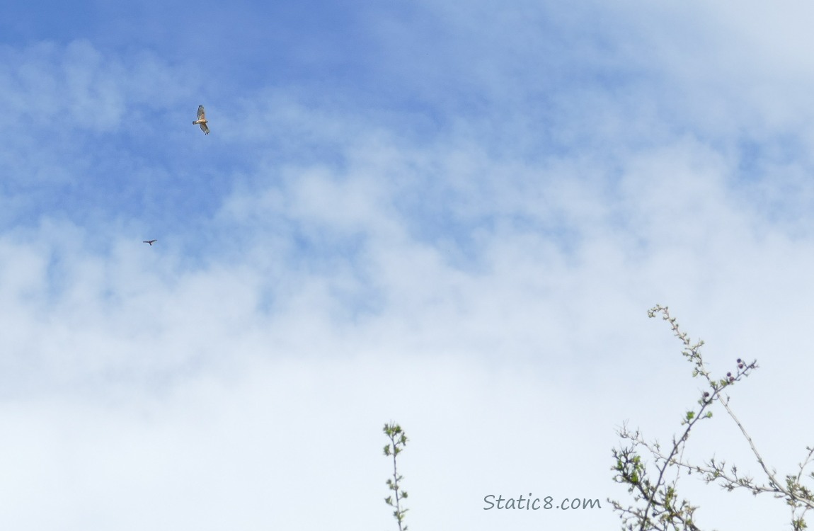 Hawks flying in the sky