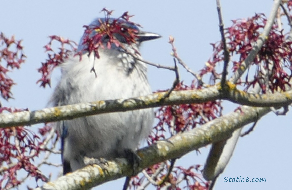 Scrub Jay behind a clump of growing Maple keys