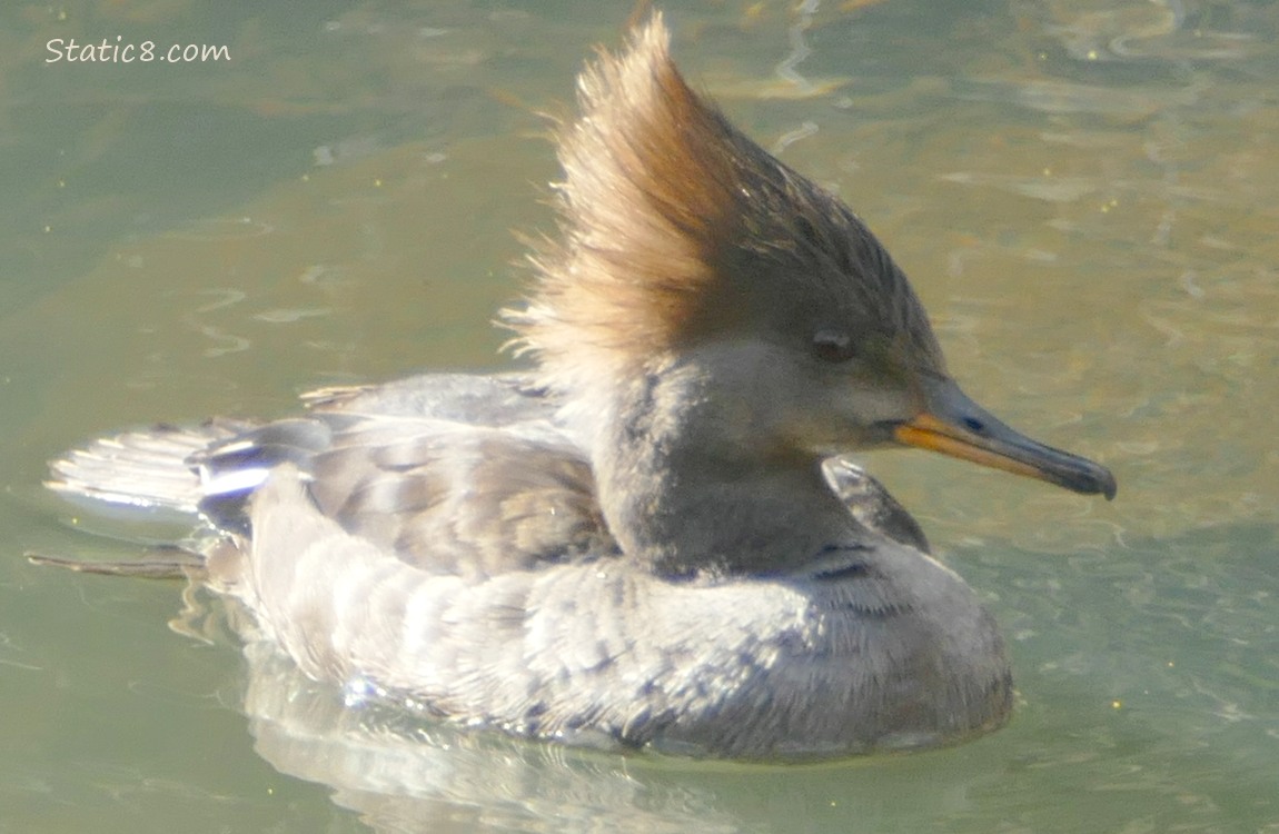 Female Hooded Merganser paddling on the water