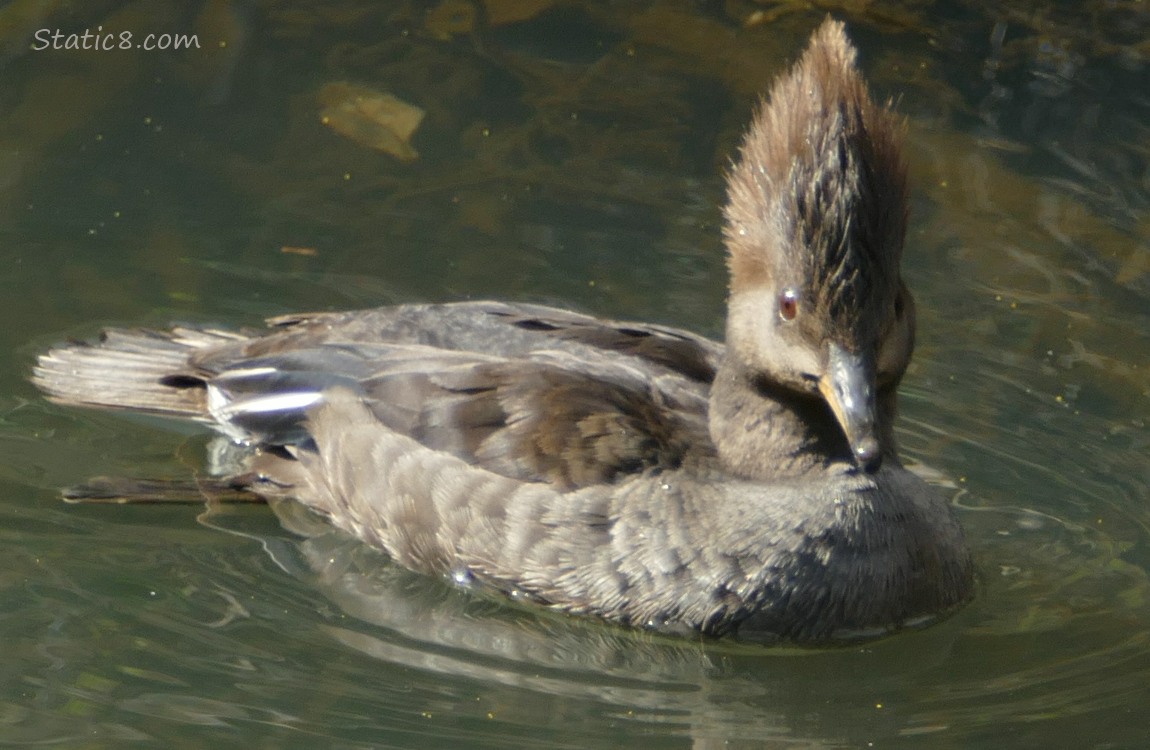 Female Hooded Merganser paddling on the water