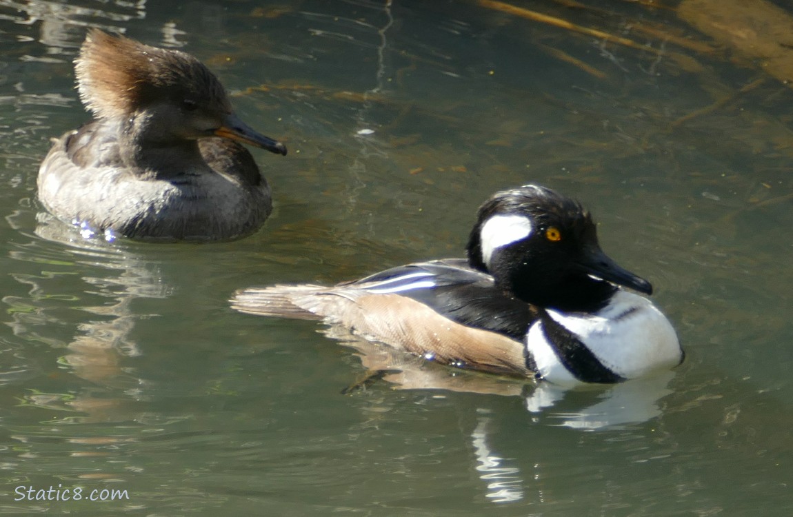 Hooded Merganser pair paddling on the water