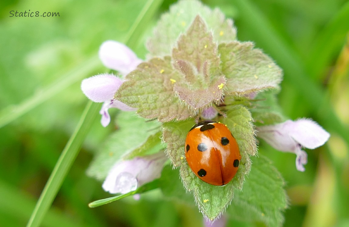 Seven Spot Ladybug on a Dead Nettle