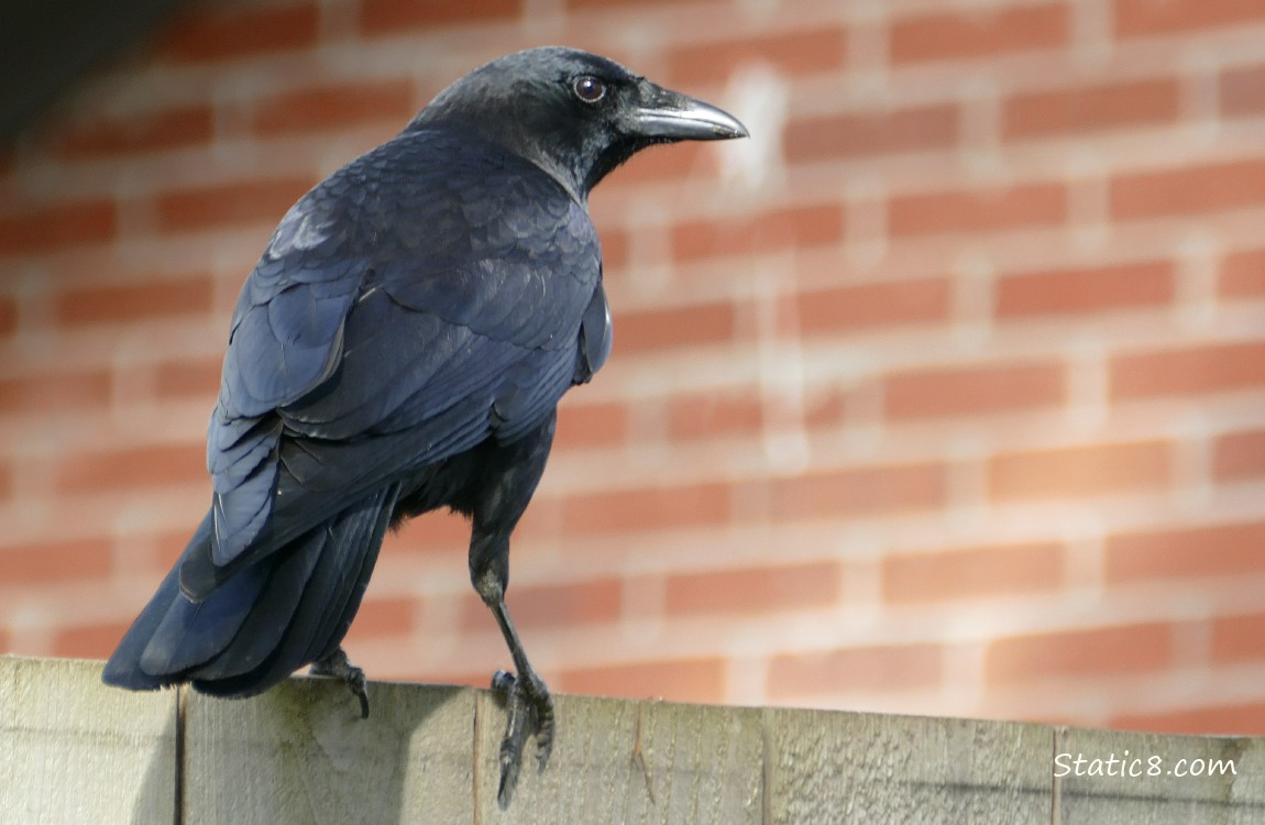 Crow standing on a wood fence with red bricks in the background