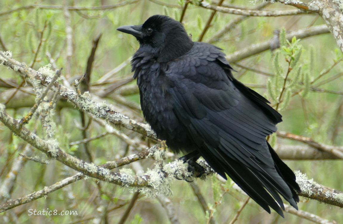 Crow stading on a branch, floofing her feathers