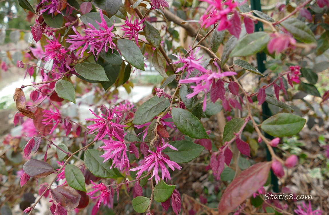 Chinese Witch Hazel blooms