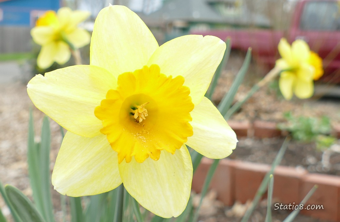 Daffodil blooms