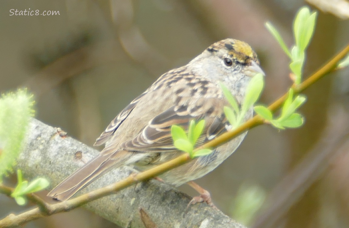 Golden Crown Sparrow standing on a twig behind some leaves