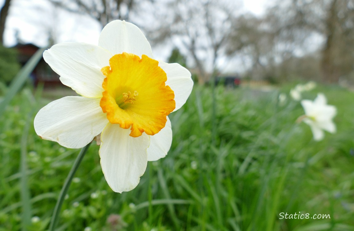 Jonquil bloom in the grass