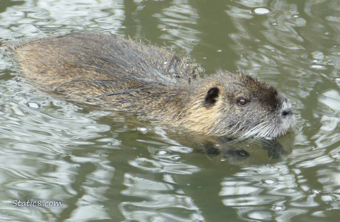 Nutria in the water