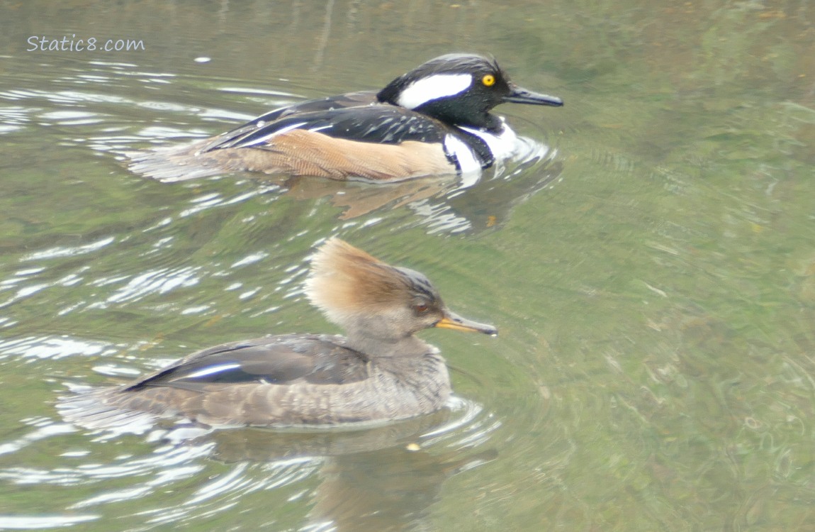 Hooded Merganser pair paddling on the water