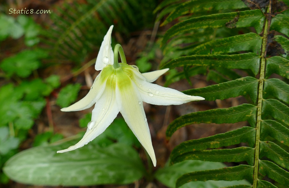 Fawn Lily bloom in front of a fern leaf