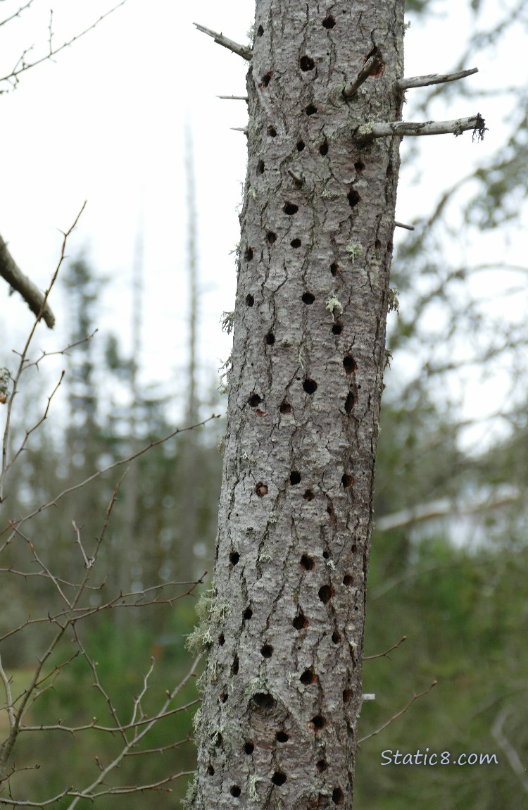 Acorn Woodpecker granary tree