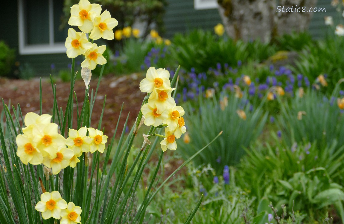 Yellow Jonquil blooms in a front yard