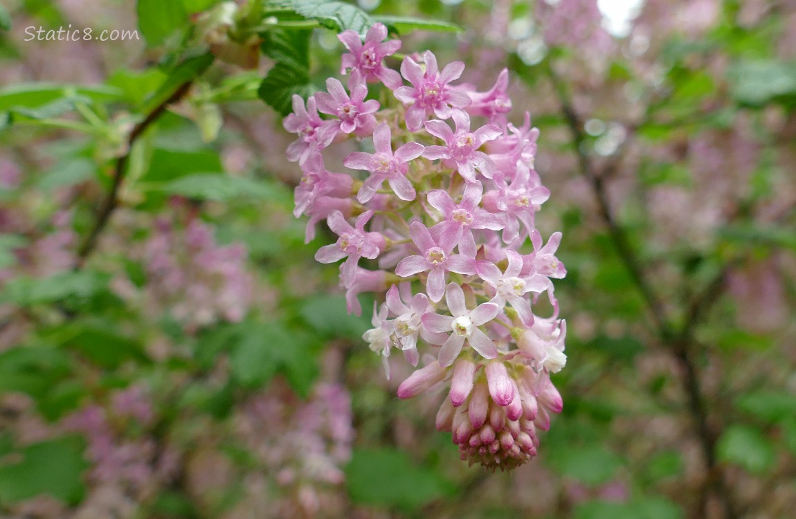 Close up of a Red Flowering Currant bloom