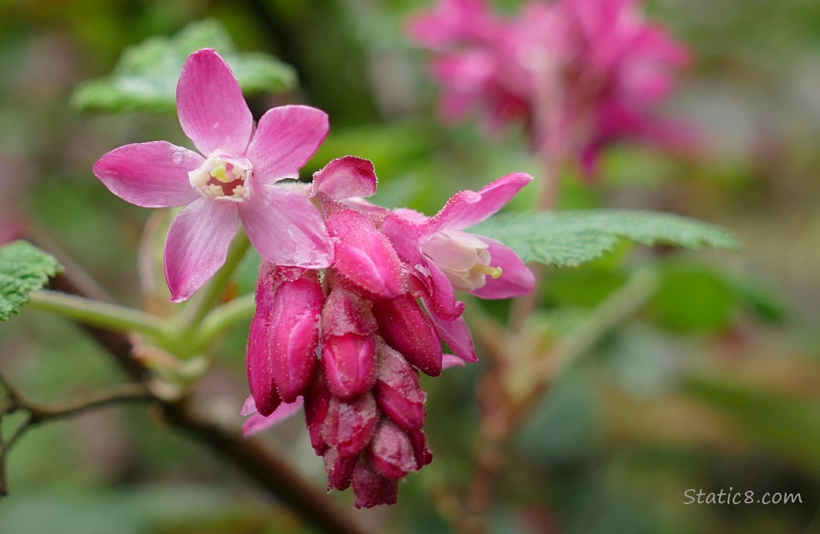 Close up of a Red Flowering Currant bloom