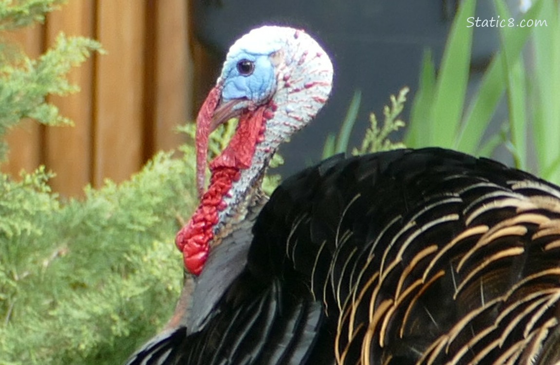 Close up of a male Wild Turkey