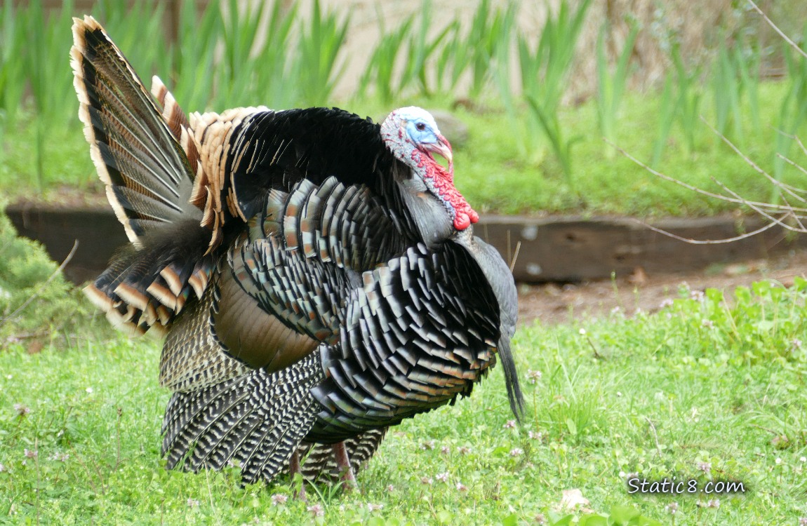 Male Wild Turkey walking on the grass