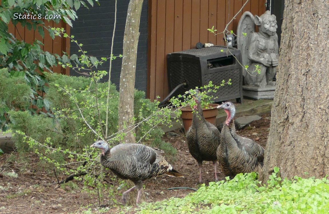 Three female turkeys walking on the ground