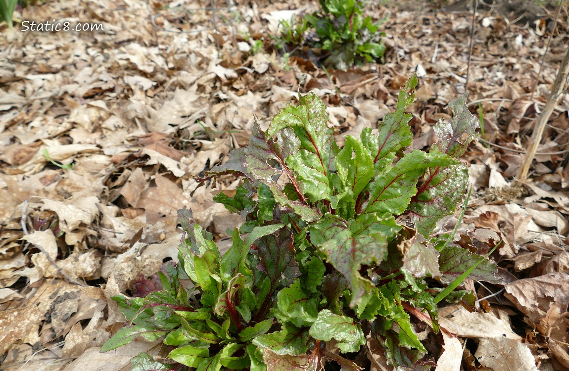 Beet plants growing in leaf mulch
