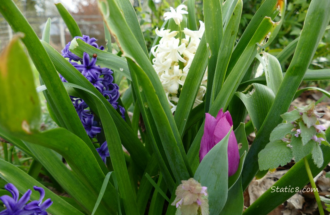 Red violet tulip bloom and hyacinths peeking past their leaves