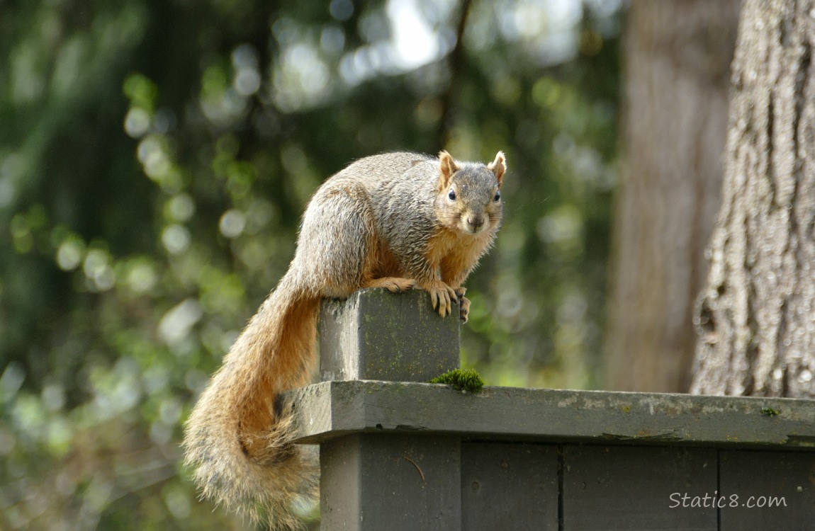 Squirrel standing on the post of a wood fence