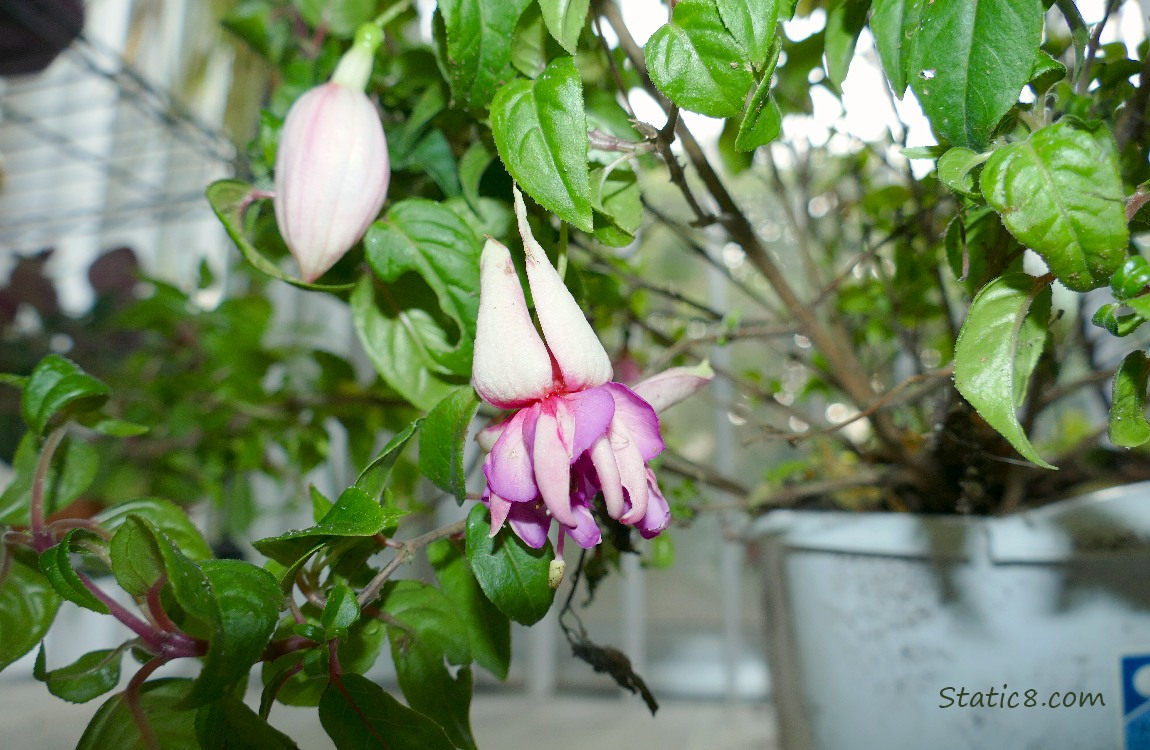 Fuchsia bloom and a bud