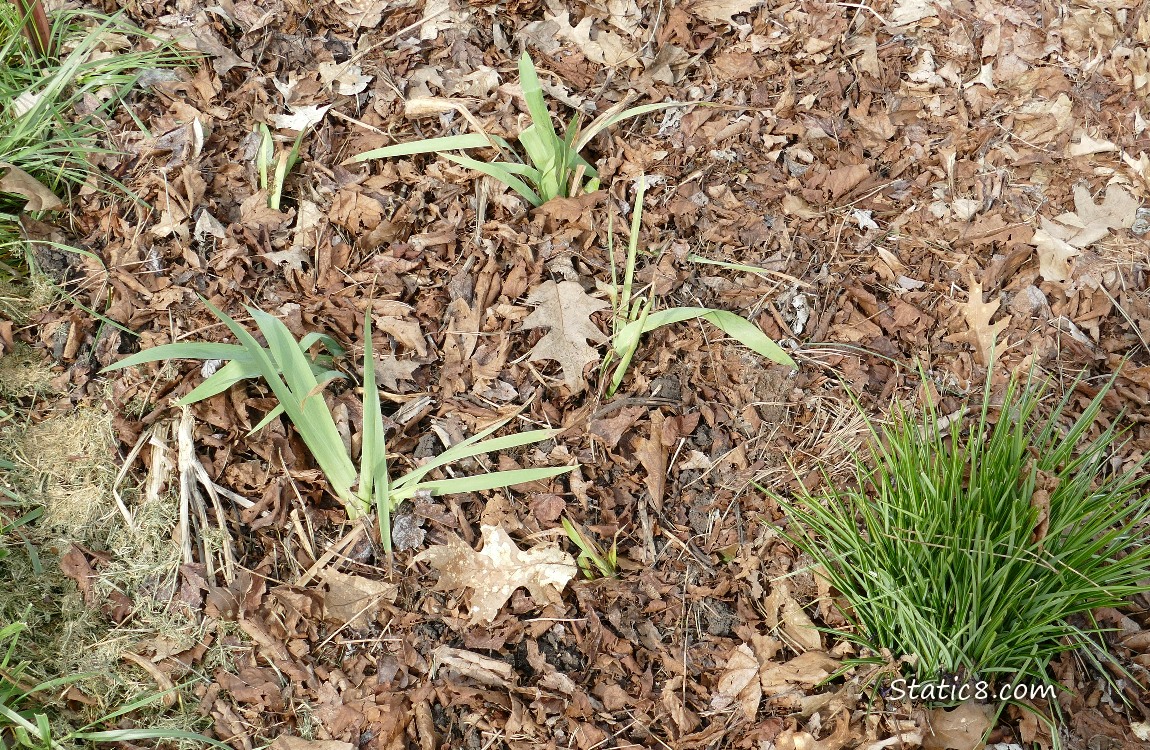 Iris leaves, a bit droopy, surrounded by leaf mulch