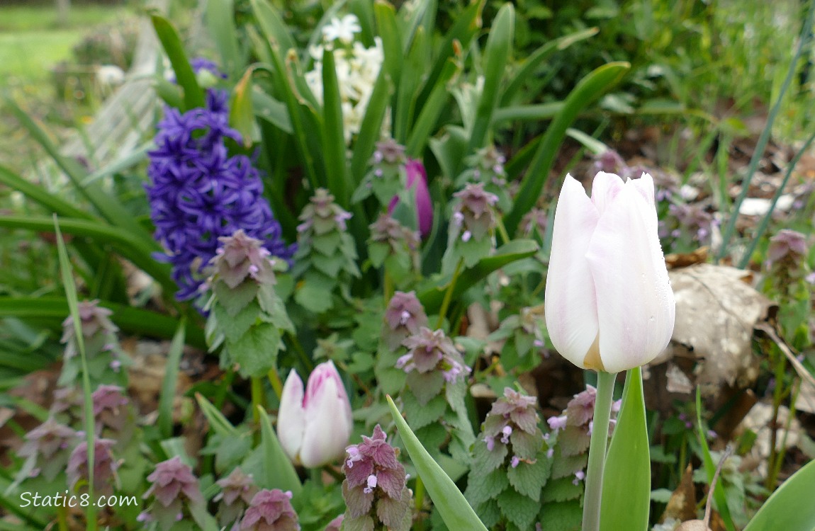 White Tulip bloom in front of Dead Nettle and a purple Hyacinth bloom
