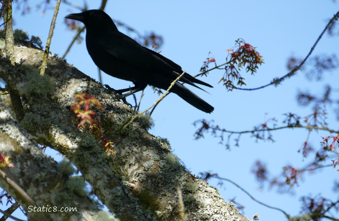 Silhouette of a crow standing on a mossy branch, maple keys and blue sky behind