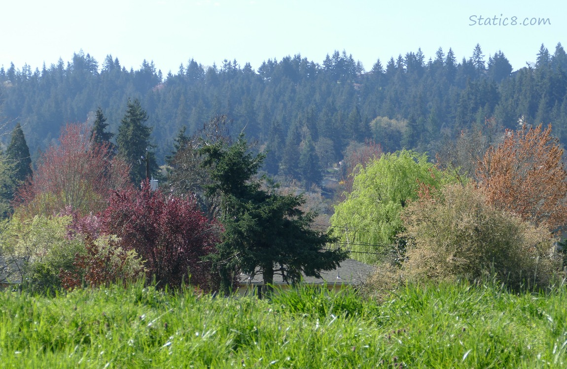 Spring trees in the distance with fir trees in the background