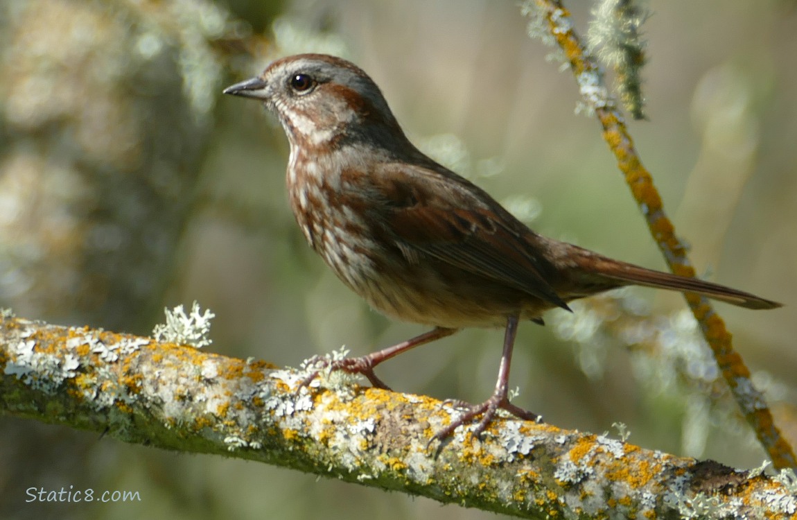 Song Sparrow standing on a mossy branch