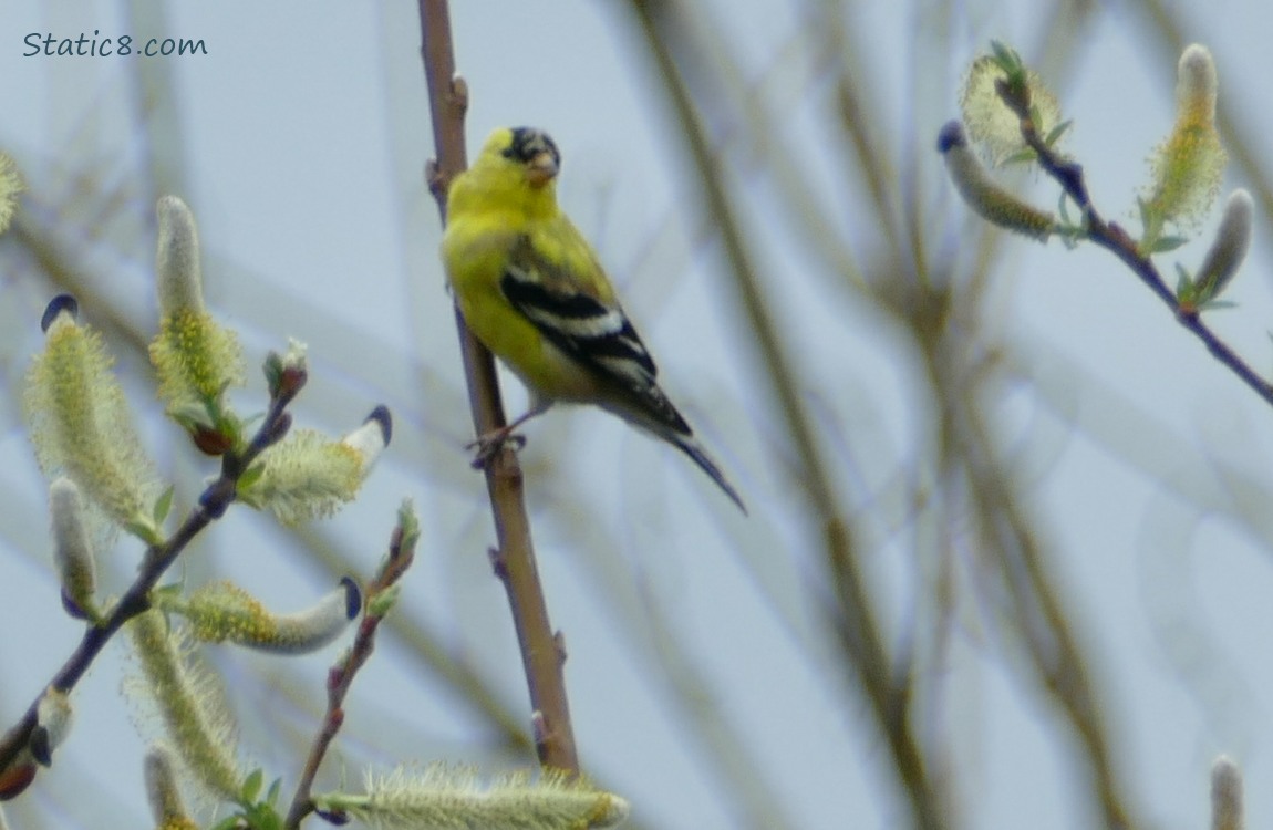 American Goldfinch standing among willow tree branches