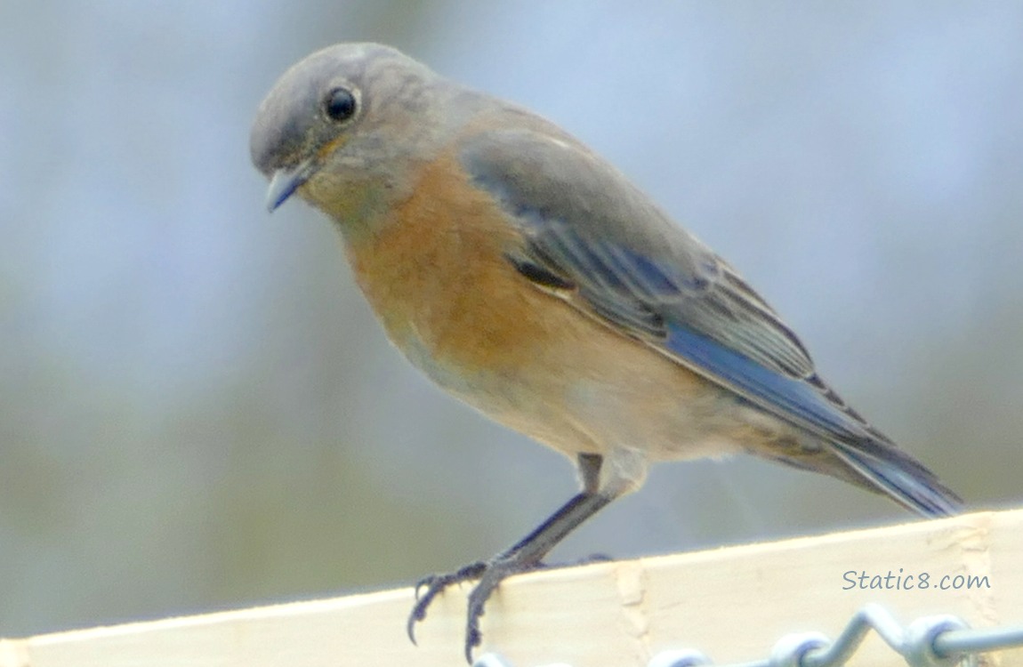 Female Bluebird standing on a wood fence